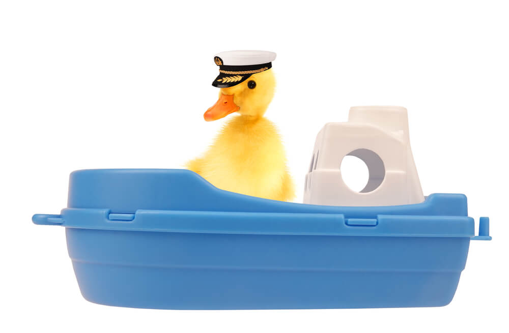Duck in Little Ship