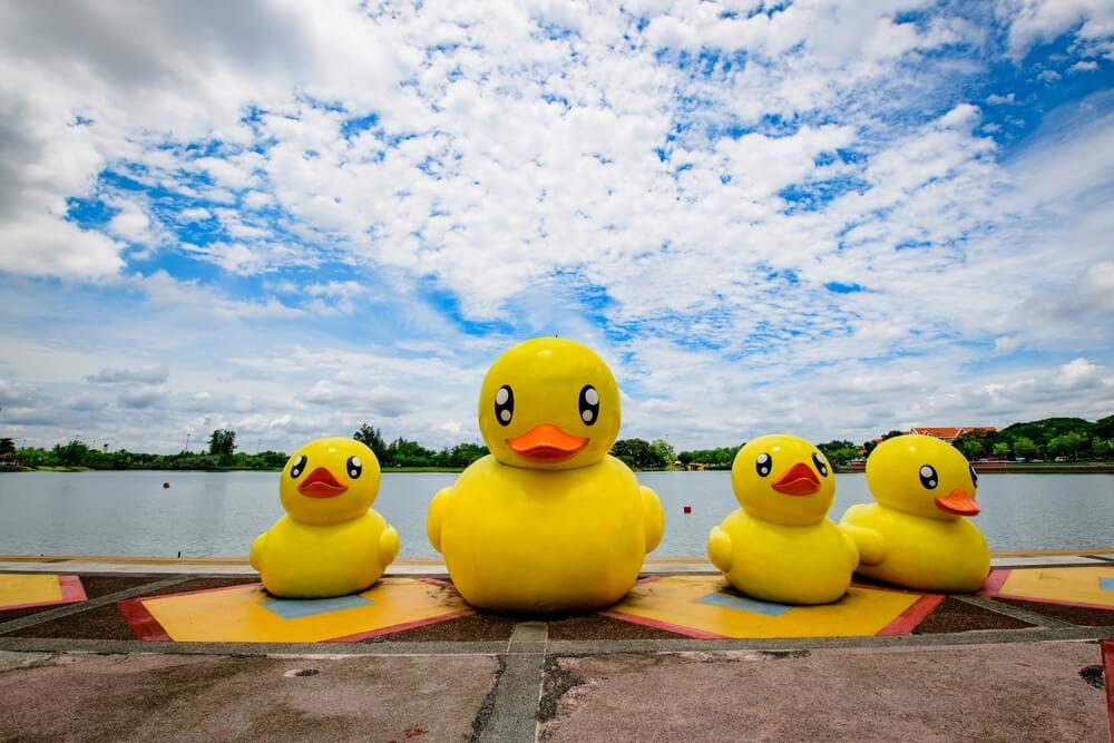 Ducks near Bay
